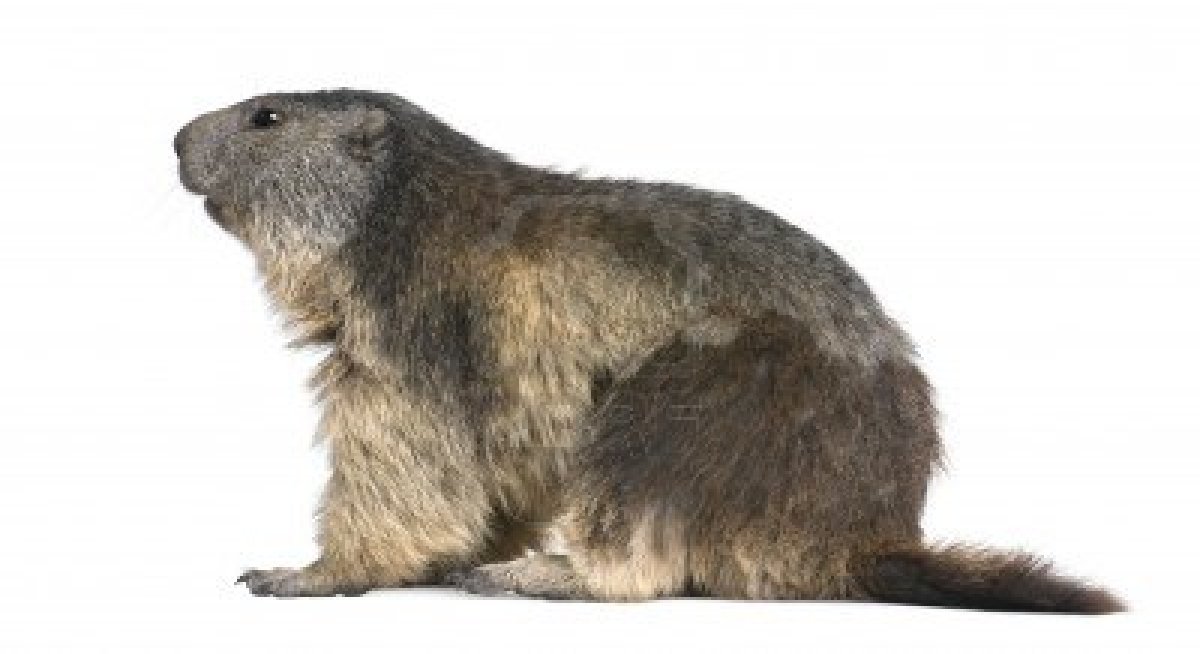 marmotte au pays des écrins